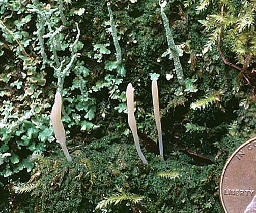 Multiclavula mucida